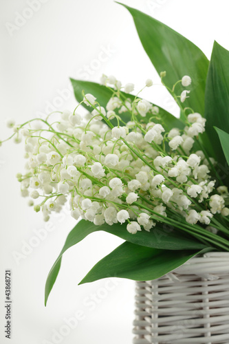 Lily-of-the-valley posy in a wicker basket  on white background