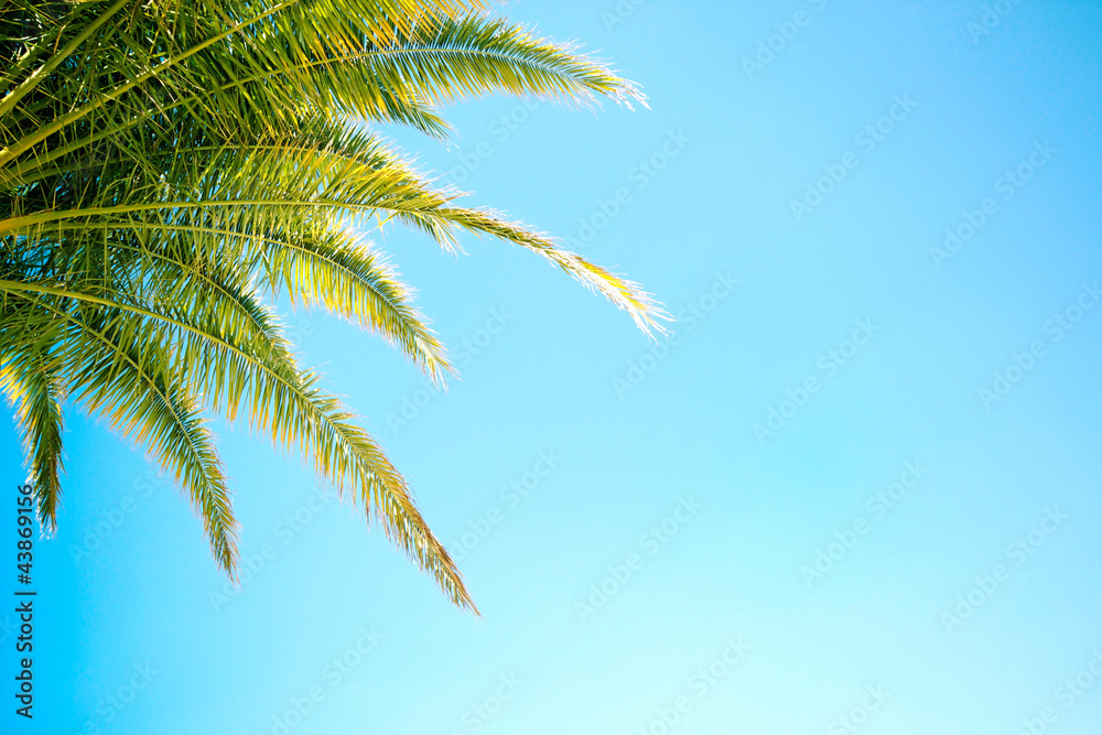 Naklejka premium Green palm tree leaves on blue sky backgorund