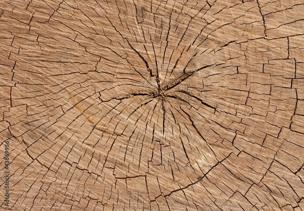 Fototapeta premium rings of a tree as a background