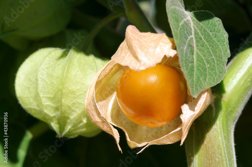 Andenbeere, Physalis, Obst photo