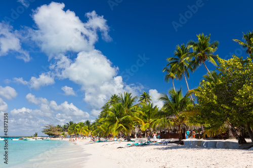 Palm trees on the beach, Caribbean Sea, Dominican Republic