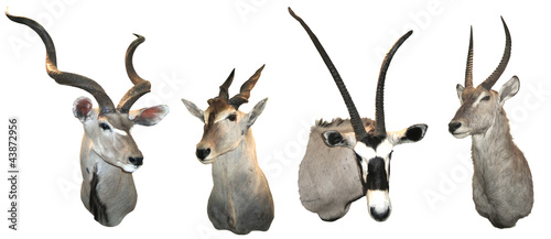 Stuffed antelopes photo