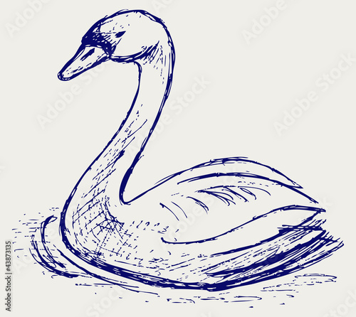 Swan sketch