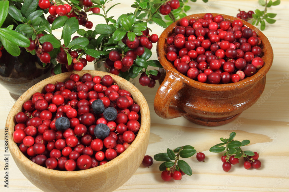 Cowberries Cowberries