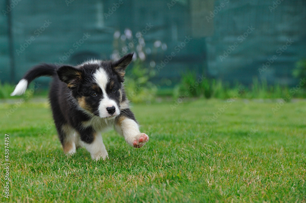 Australian Shepherd aussie puppy running on the grass