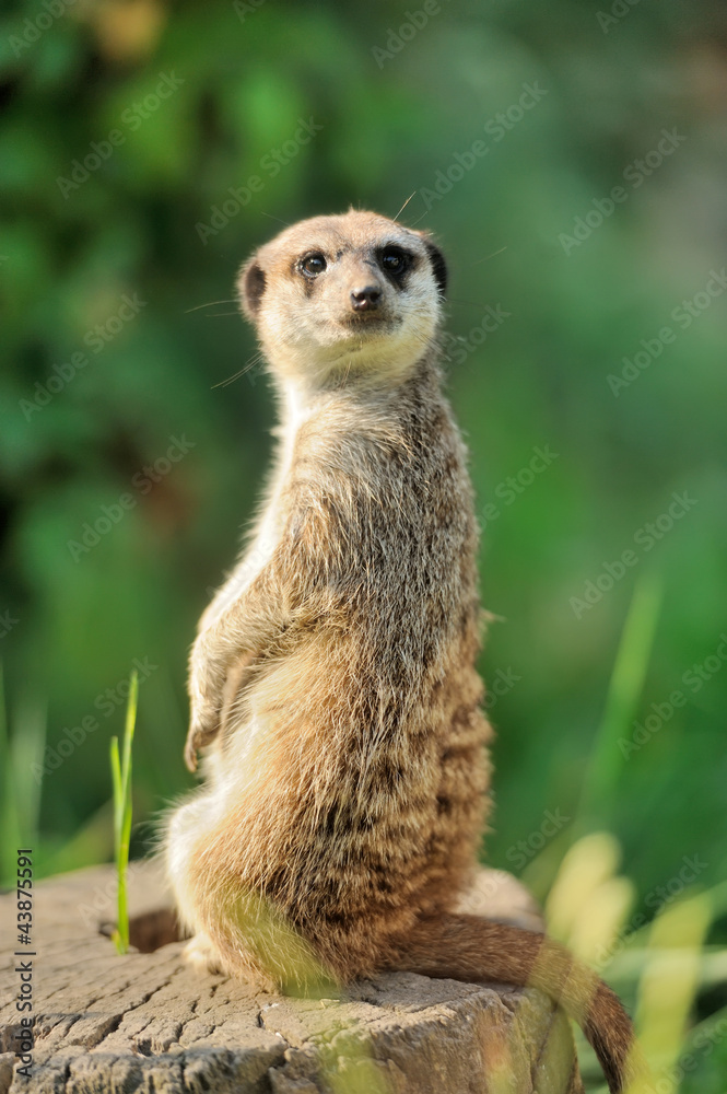 A meerkat standing upright and looking alert A meerkat standing upright and looking alert