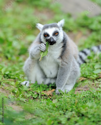 Young ring-tailed lemur