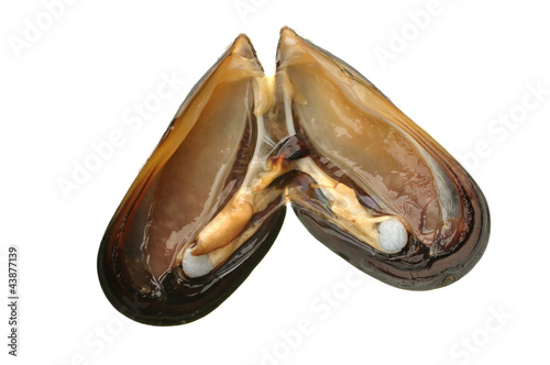 Bay mussel