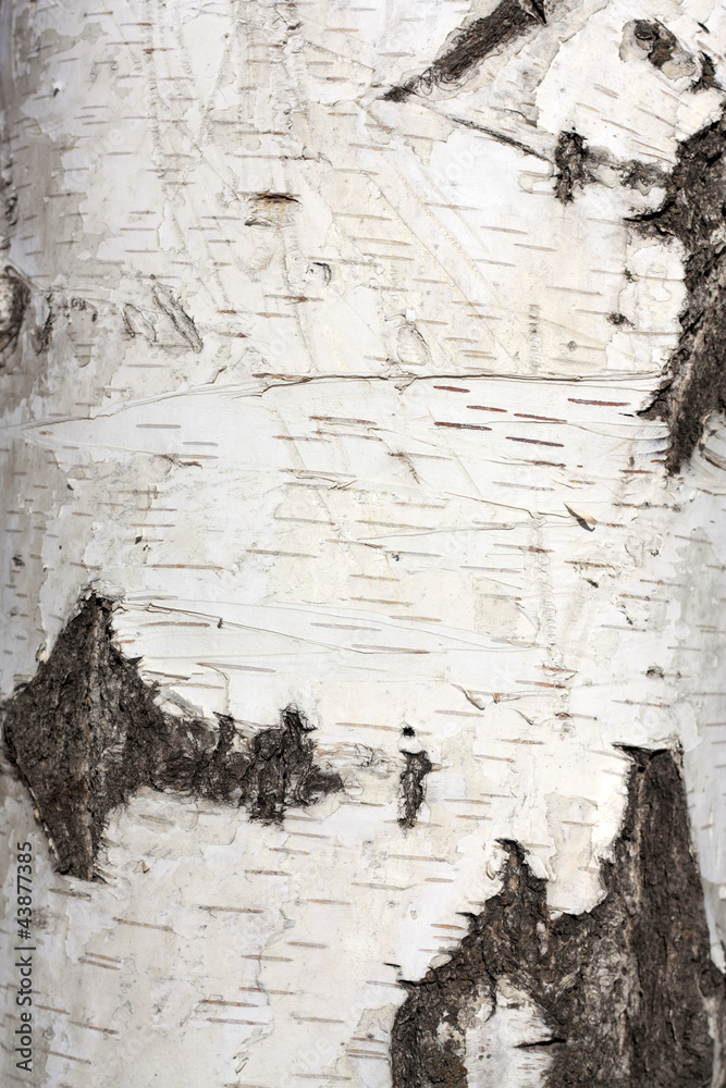 Obraz premium Texture of birch bark, background