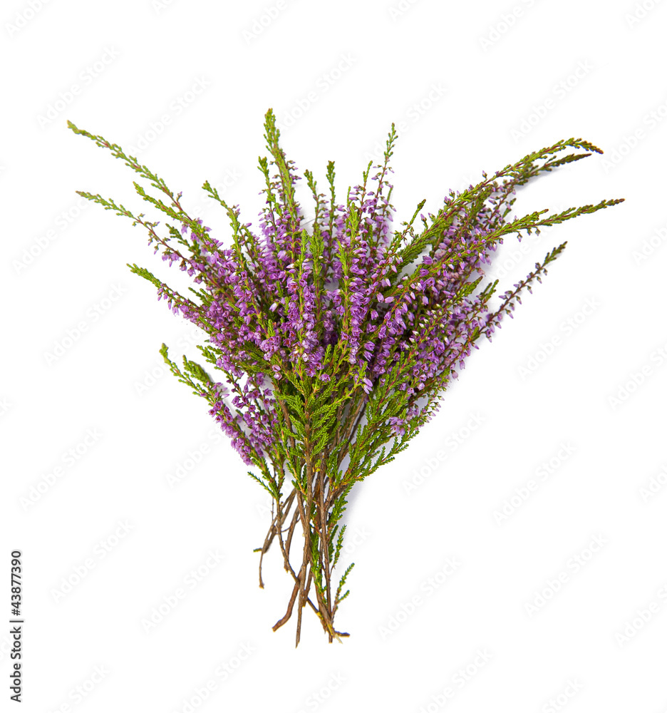 Naklejka premium Bouquet of heather