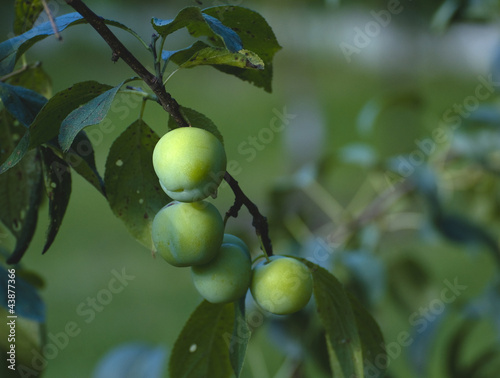 Plum