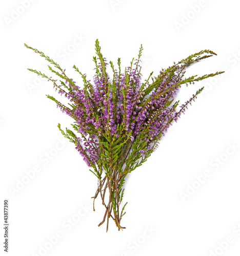 Bouquet of heather