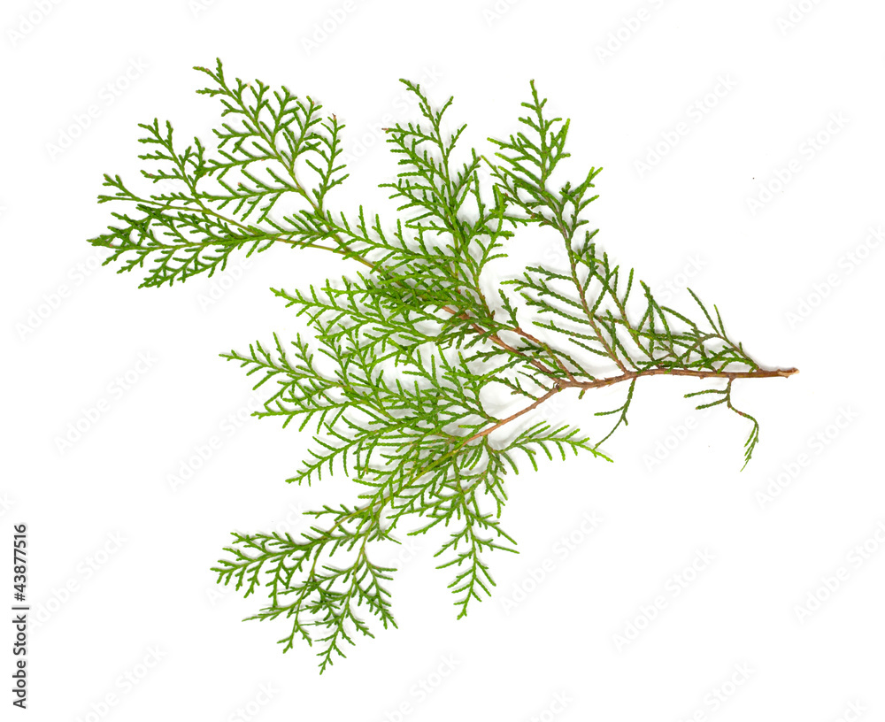 Christmas green framework isolated on white background Christmas green framework isolated on white background
