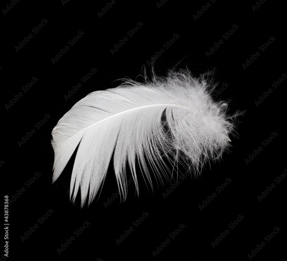 White feather isolated on white background White feather isolated on white background
