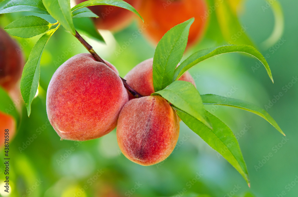 Naklejka premium Delicious peaches hanging on a tree branch