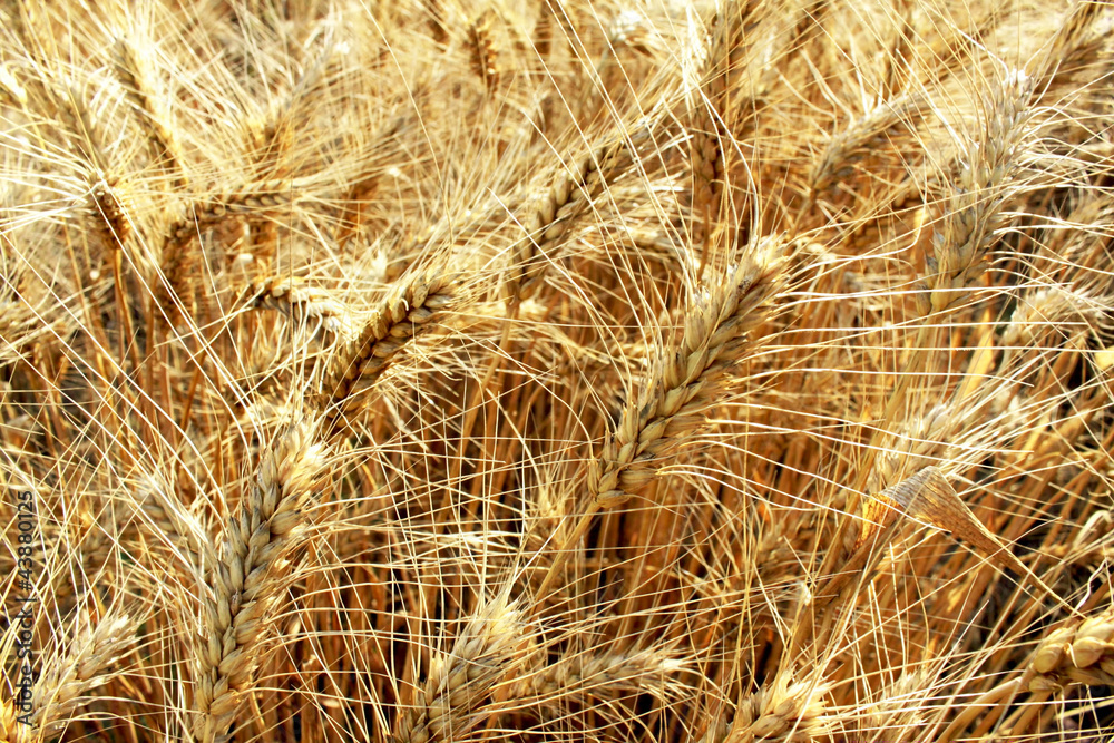 grain field grain field