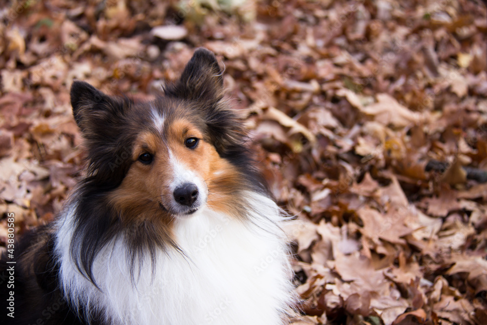 Shetland Sheepdog sitting in autumn leaves, looking at camera