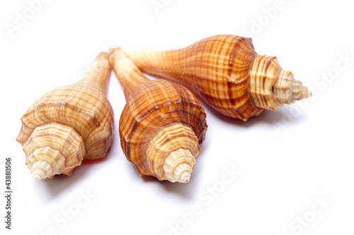 Three shell isolated on white