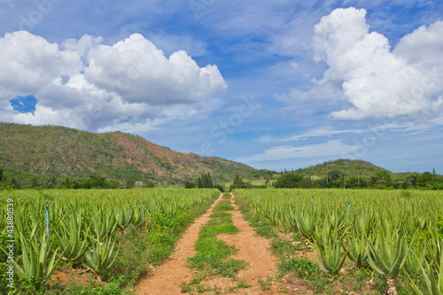 aloe vera