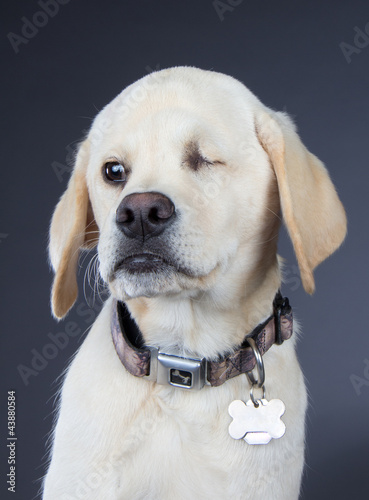 White dog wearing collar, with defective eye because of abuse