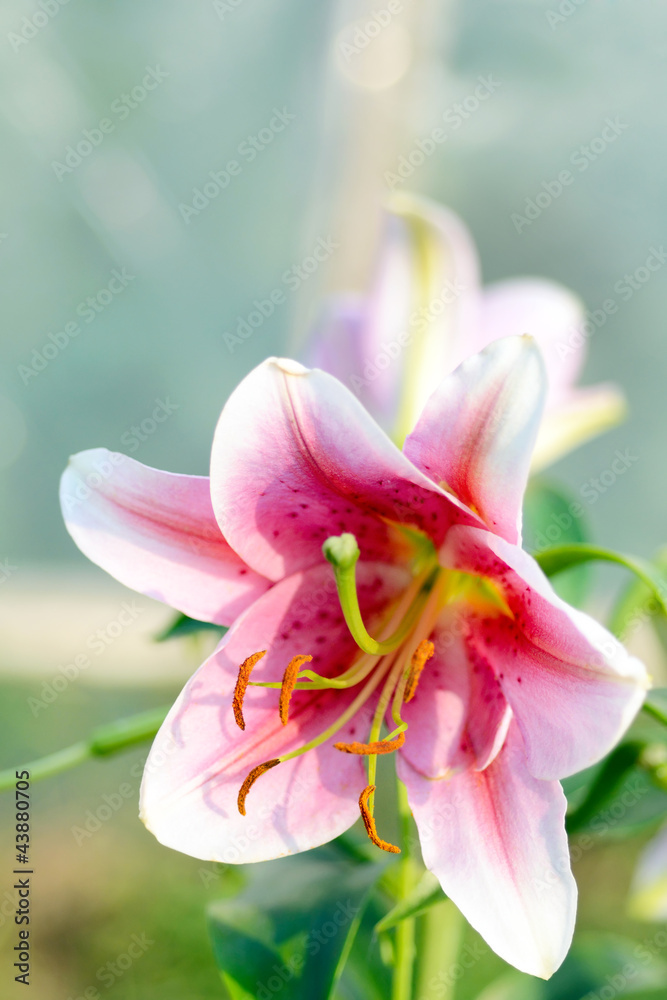 Summer Scene: Blooming Lily Flower in Sunlight Garden