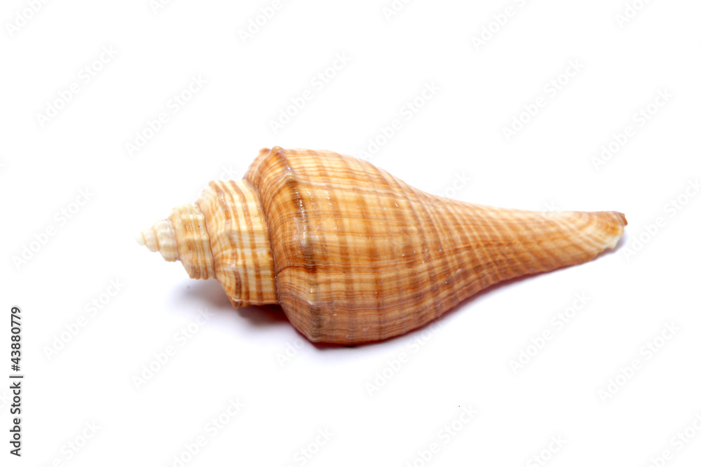 shell isolated on white shell isolated on white