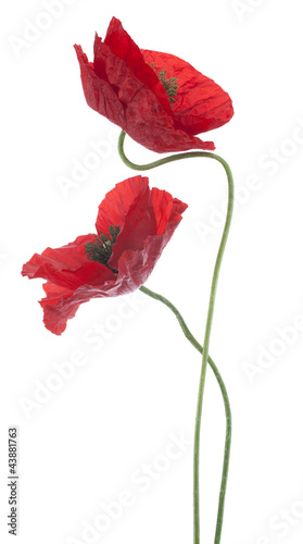 Fototapeta Naklejka Na Ścianę i Meble -  poppy