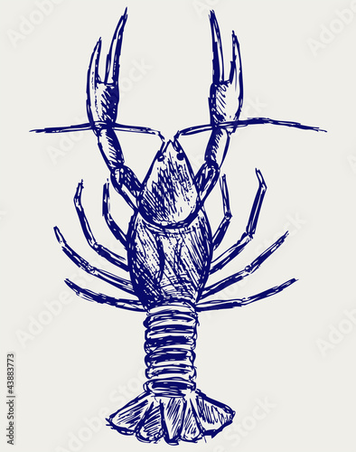 Crayfish sketch