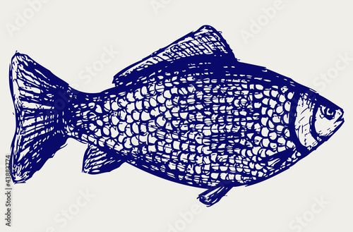 Crucian carp. Sketch