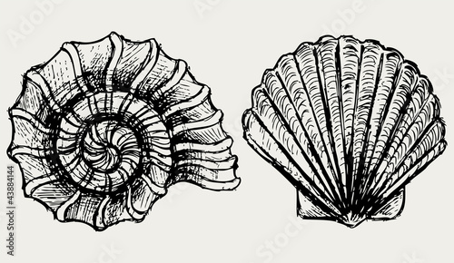Sea snail and scallop shell