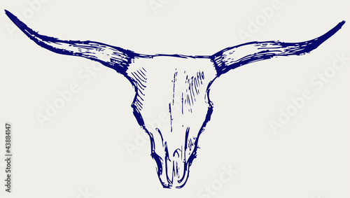 Head skull of bull