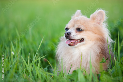Cute Chihuahua in green grass on a summer day