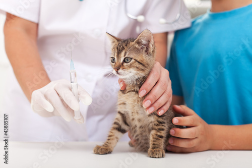 Little cat at the veterinary - getting a vaccine © Ilike