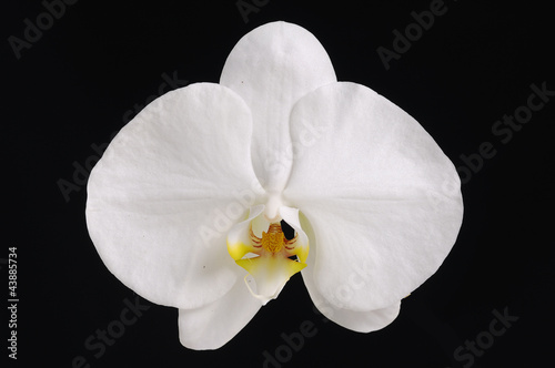 orchid macro