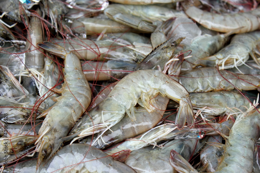 fresh Shrimp fresh Shrimp