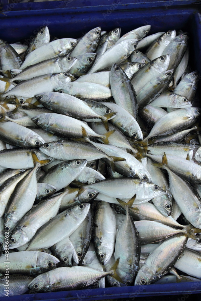 Mackerel Mackerel