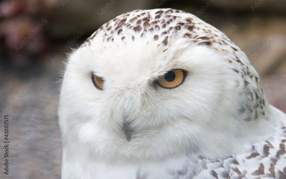 Obraz premium Snowy owl sitting quietly looking out for prey