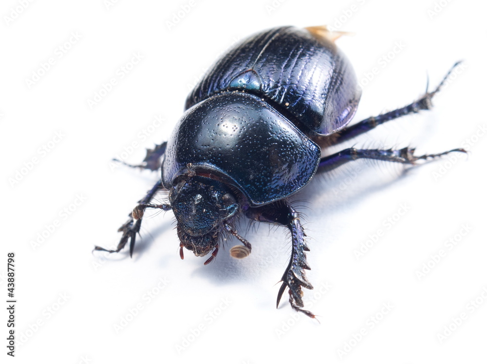 Naklejka premium close-up photo of big female stag-beetle