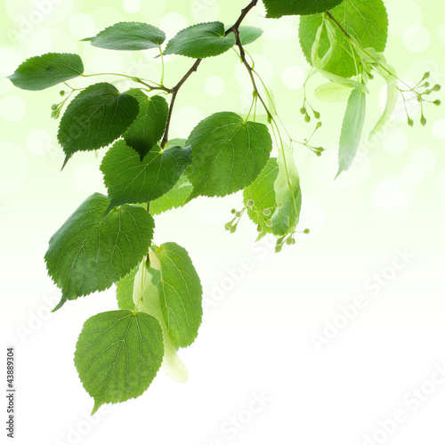 Dekoracja na wymiar  fresh-green-linden-leaves-border-isolated-on-white
