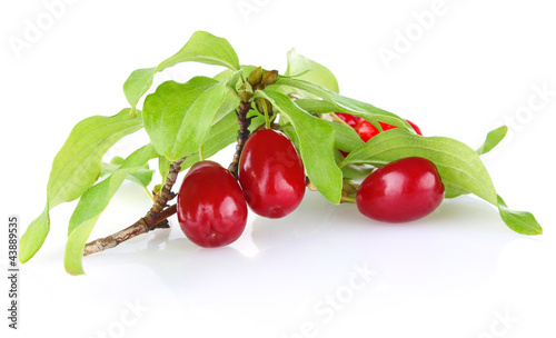 branch of ripe cornelian cherry with leaves