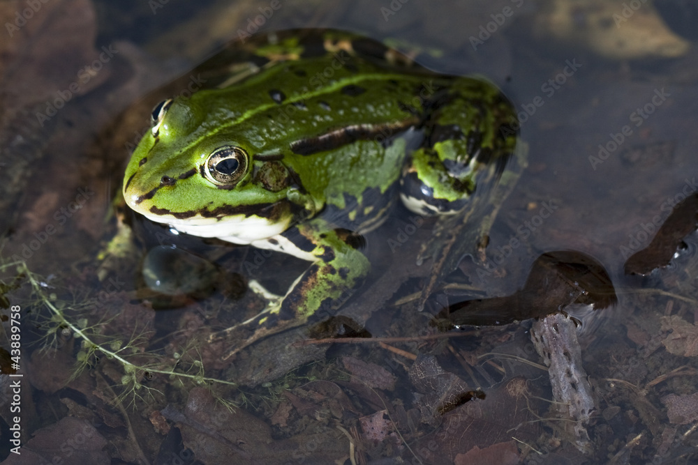 Obraz premium Grüner Frosch -Makroaufnahme