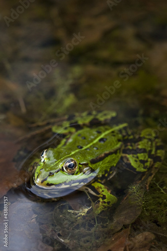 Grüner Frosch -Makroaufnahme