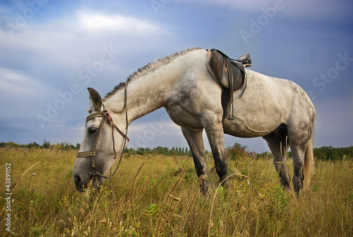 Gray horse