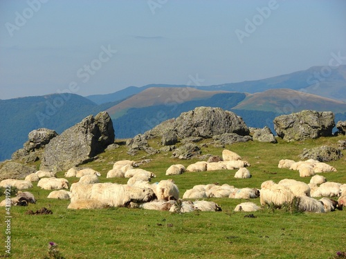 moutons