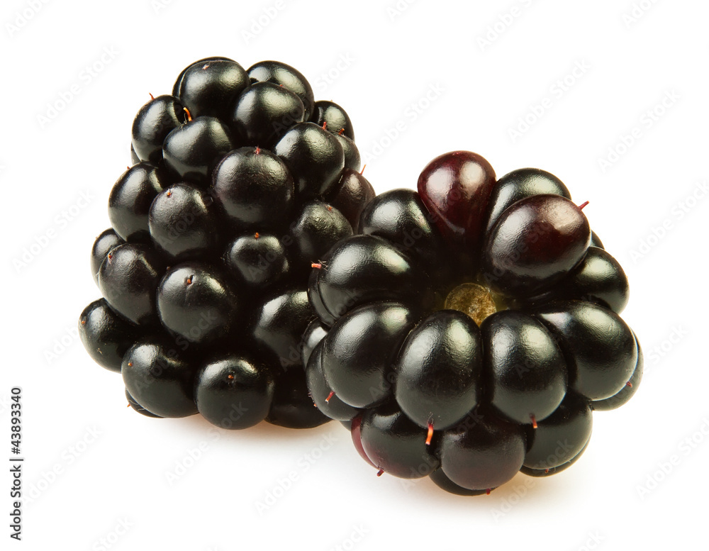 two blackberries two blackberries