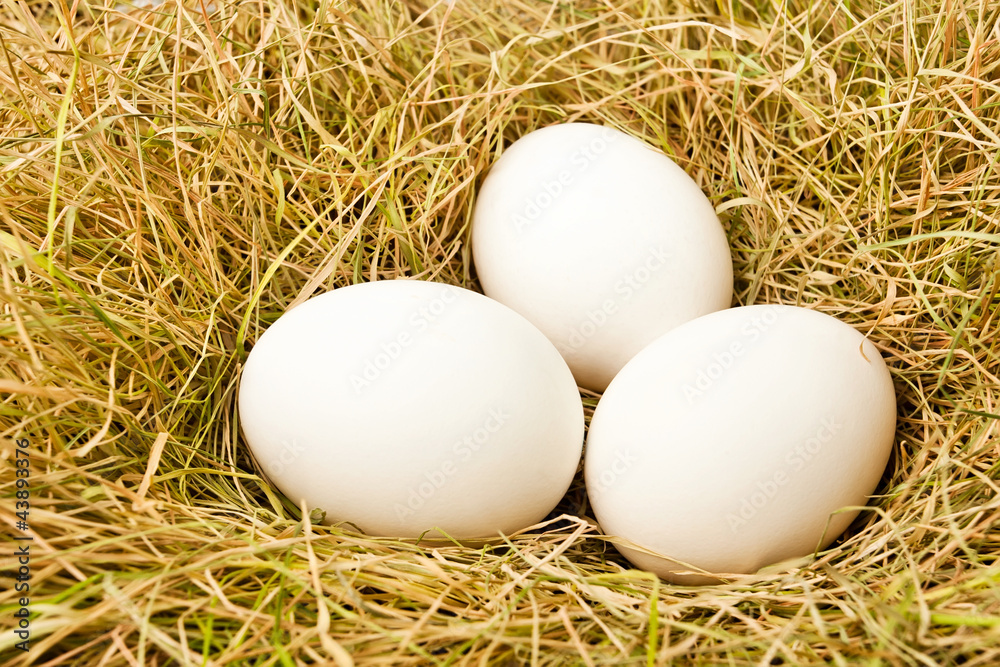 eggs in the nest eggs in the nest