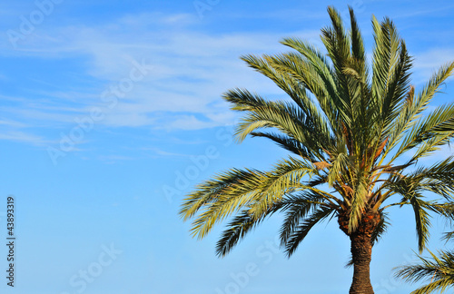 Palm tree