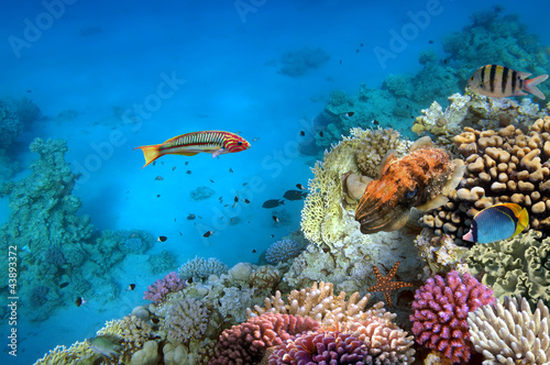 Zdjęcie kolonii koralowców