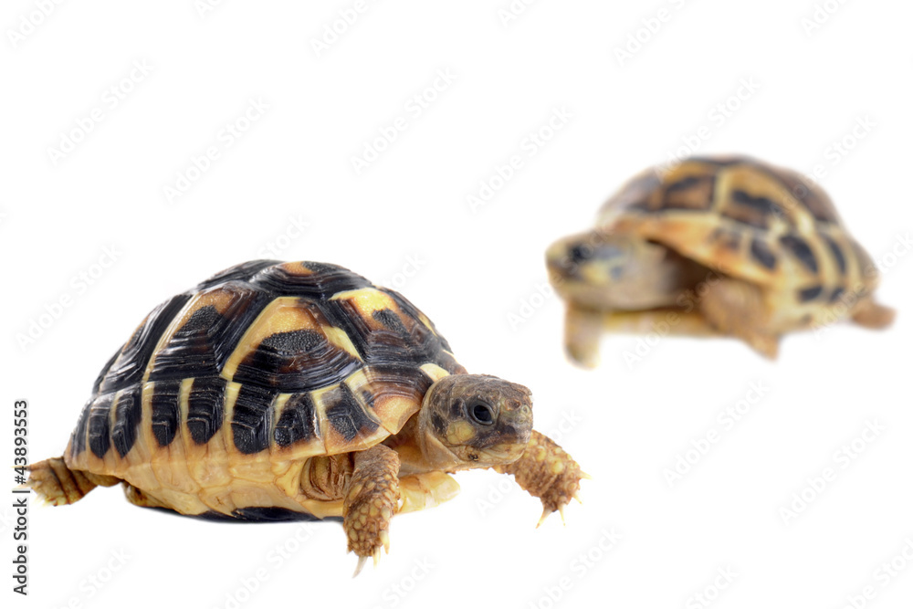 Fototapeta premium young Tortoises