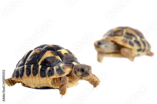 young Tortoises